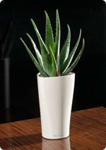 Aloe in LECHUZA pflanzen