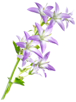 Campanula im MINI-CUBI
