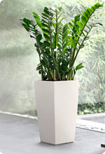 Zamioculcas in LECHUZA Pflanzgefäßen