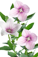 Platycodon im DELTA 20