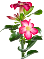 Adenium obesum im MAXI-CUBI