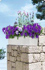 Pflanztipps für Balkonblumen in BALCONERA Cottage